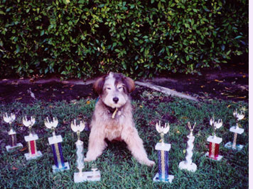 Snickers with trophies.